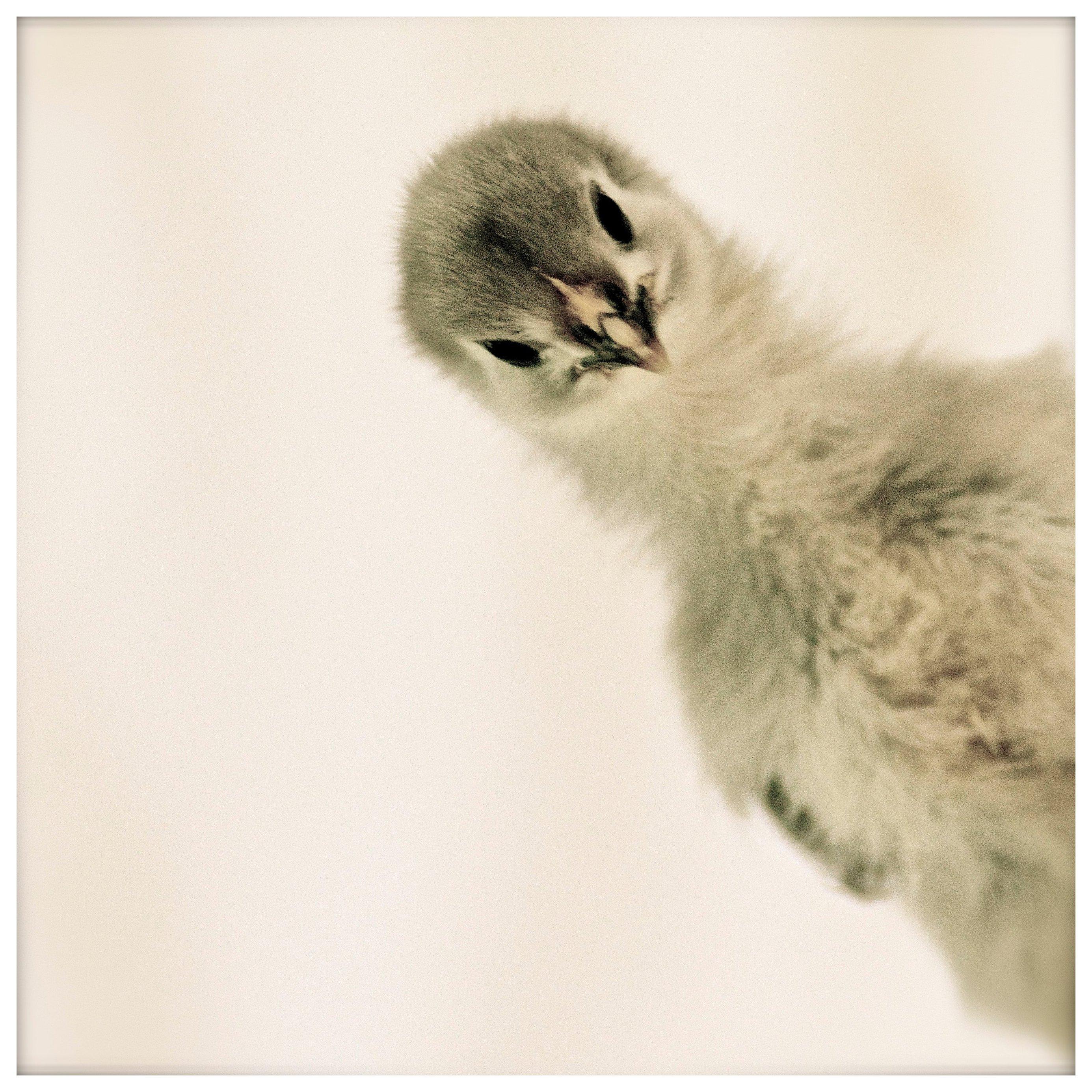 "Isabella Rossellini's Heritage Chicken's by Photographer, Patrice Casanova, NY