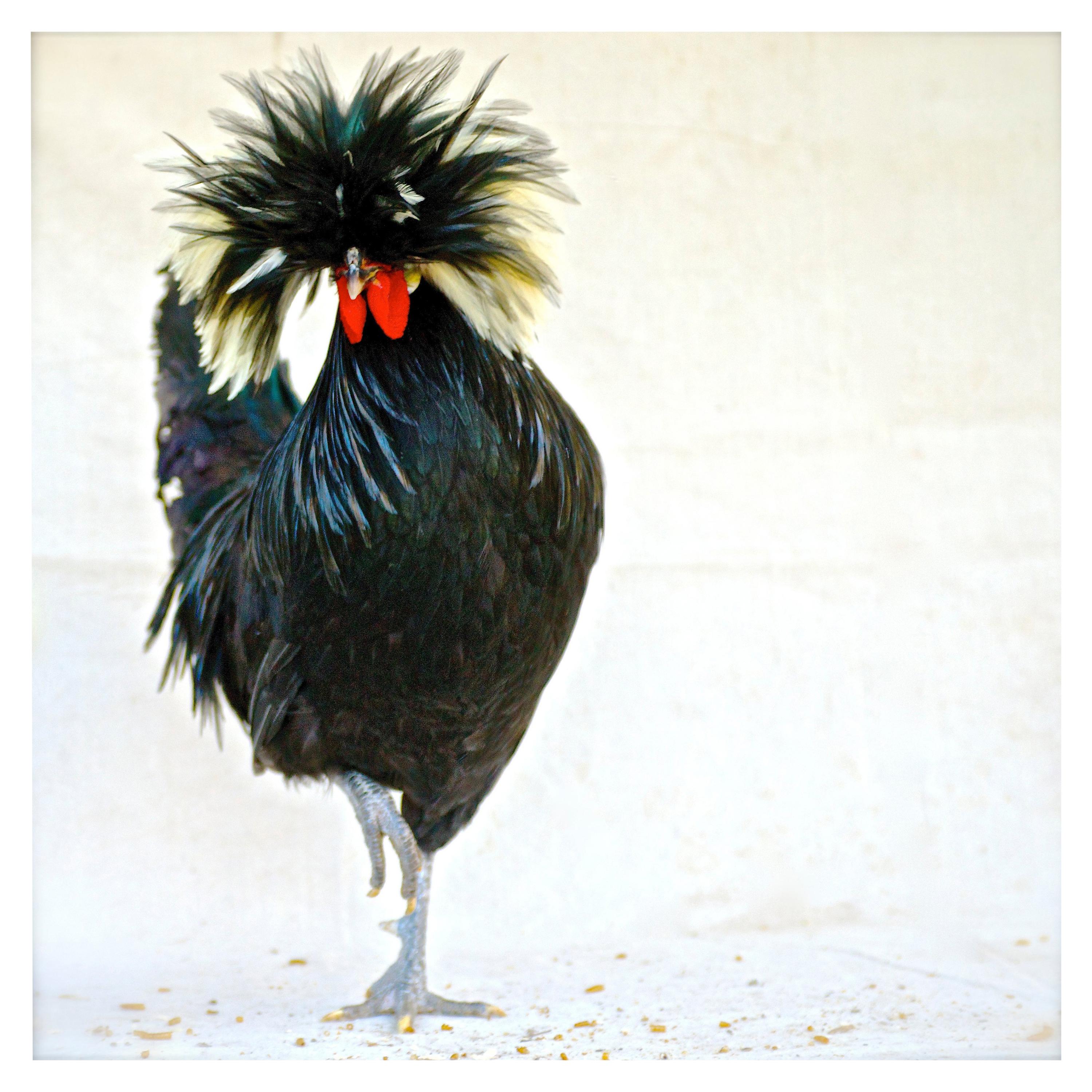 "Isabella Rossellini's Heritage Chicken's" Photographié par Patrice Casanova NY