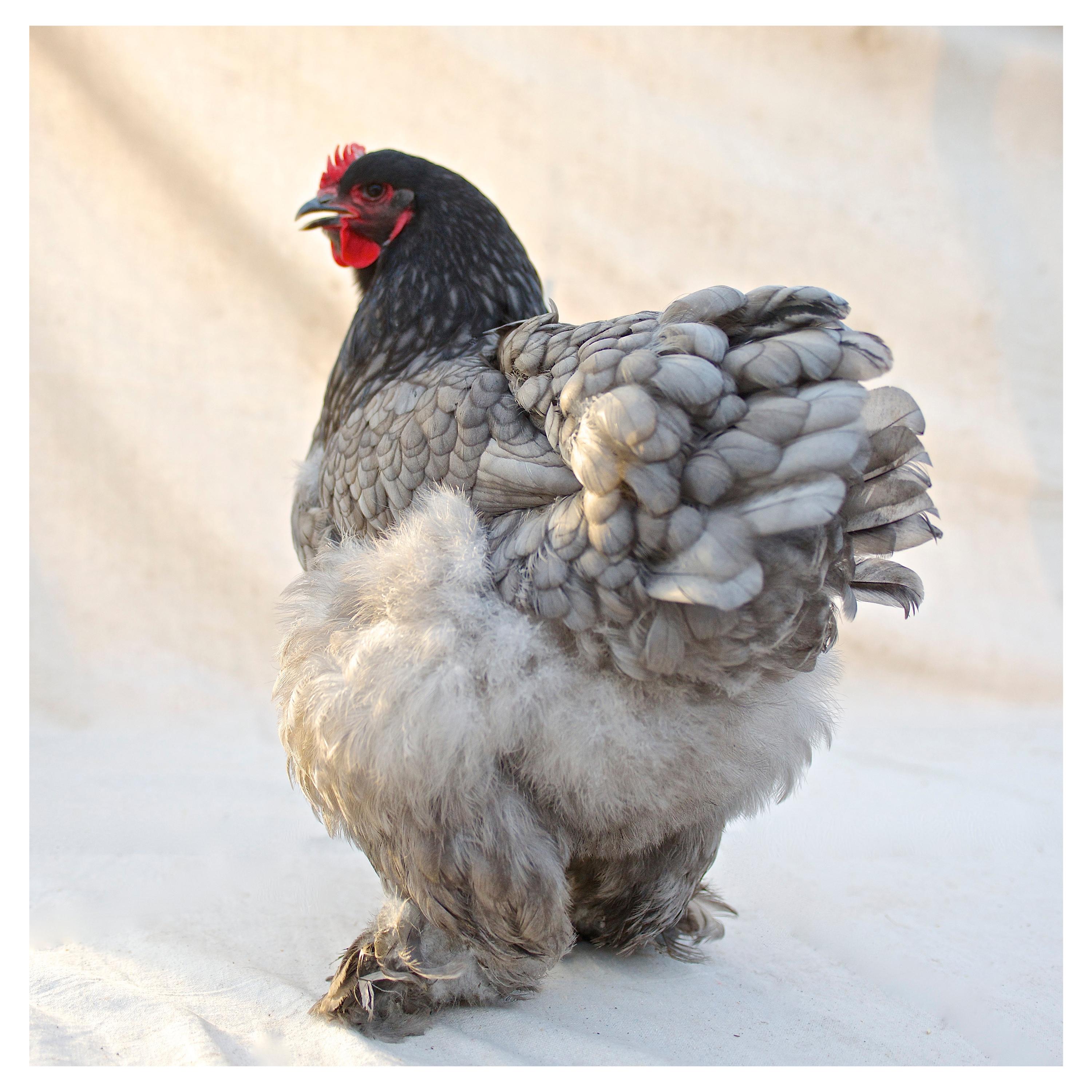 „Isabella Rossellini's Heritage Chickens“, fotografiert von Patrice Casanova NY