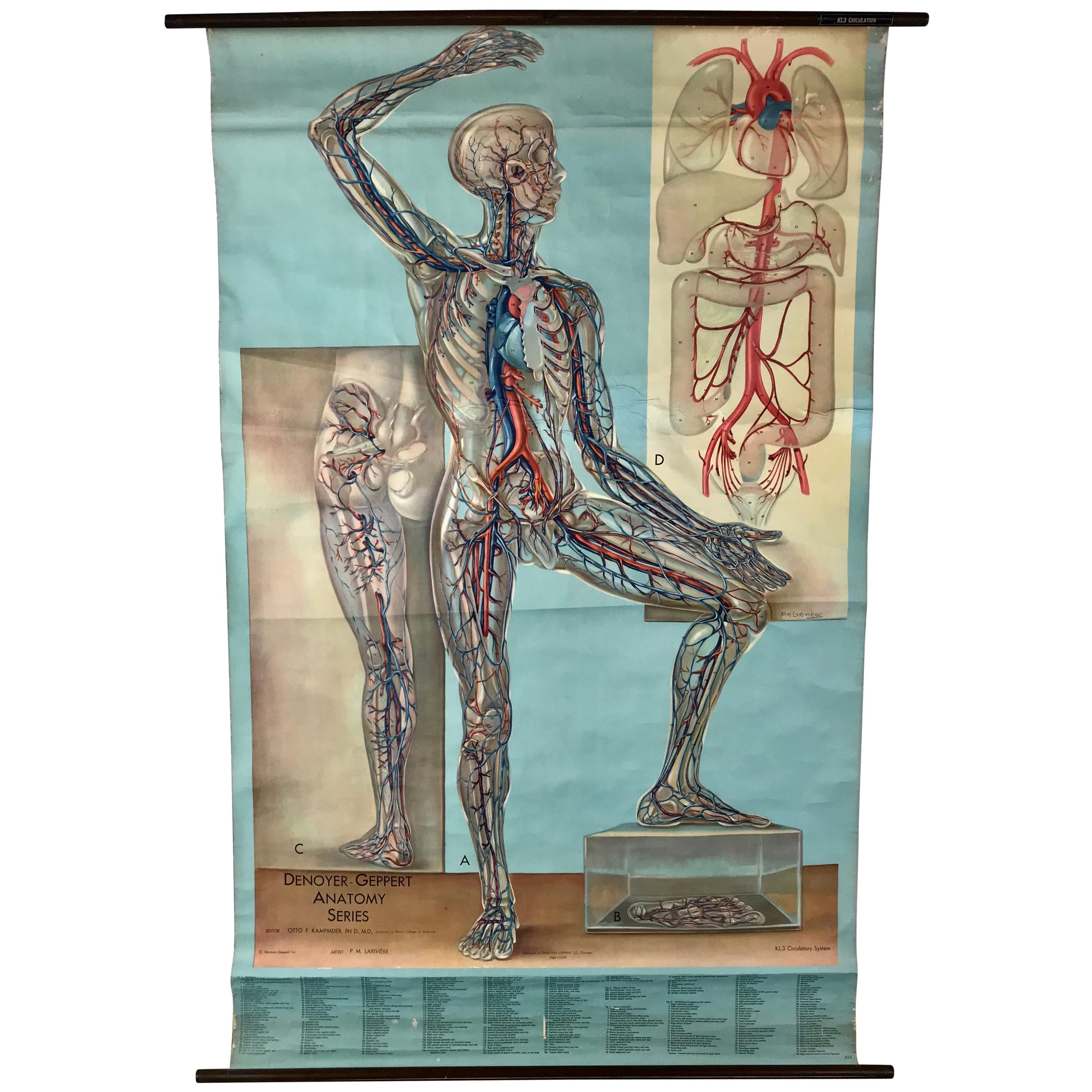 1938 Pull Down Anatomy Chart, Denoyer-Geppert, Artist P.M. Lariviere For Sale