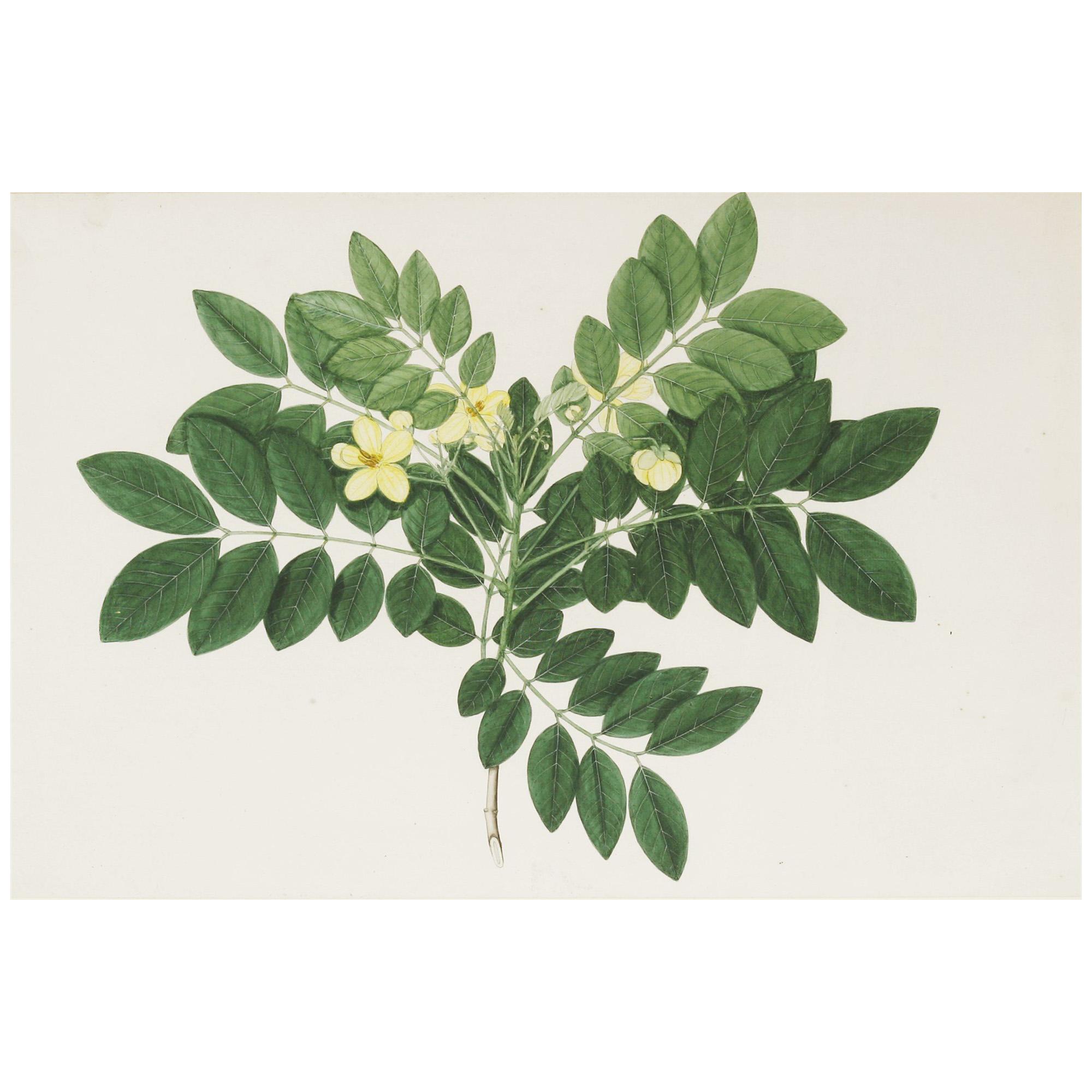 19th Century Watercolour of an Indian Shrub with Yellow Blossom by Janet Dick For Sale
