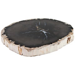 Petrified Wood Slate Slice or Tabletop Polished