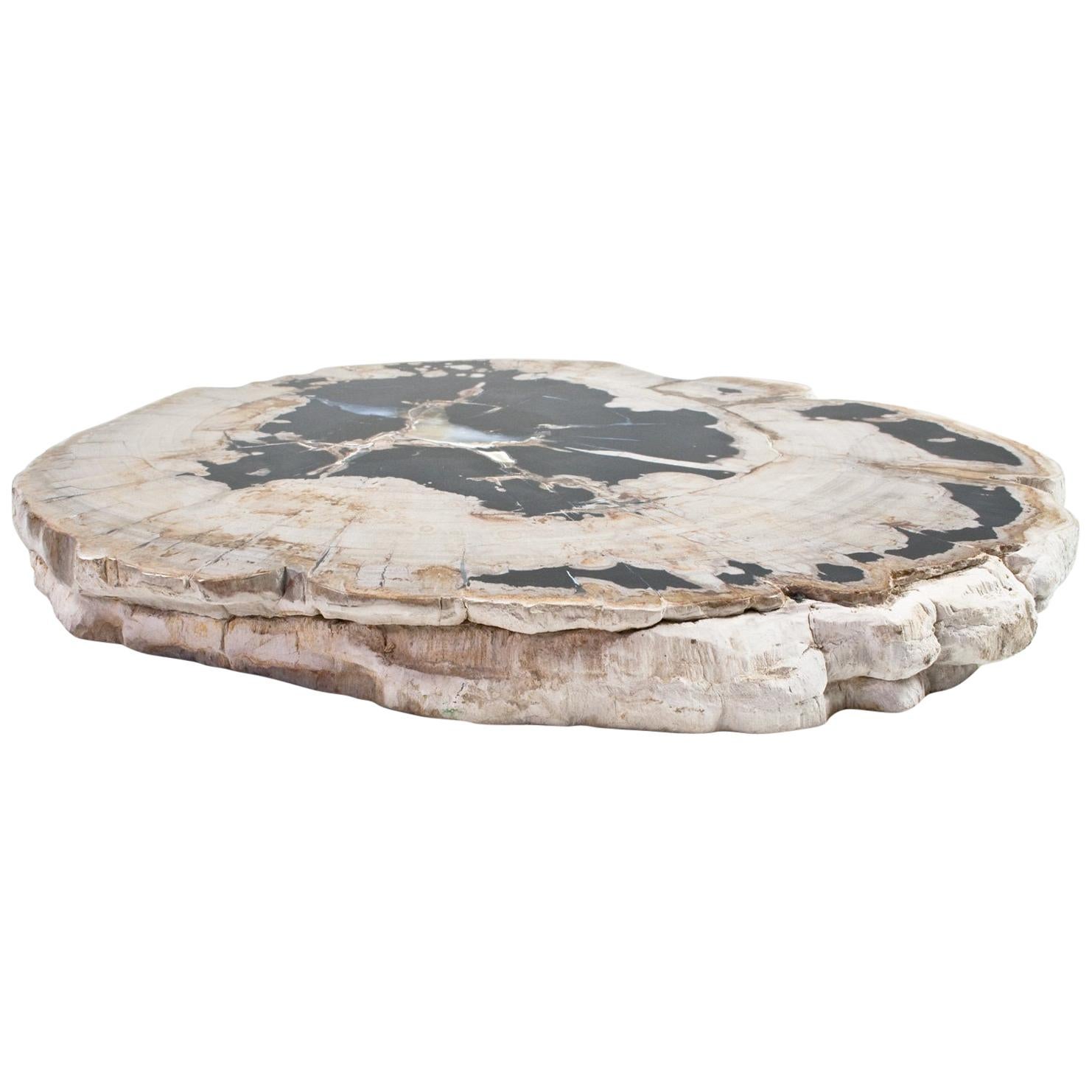 Petrified Wood Slate Slice or Tabletop Polished For Sale