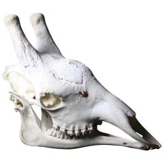 20th Century Adult African Giraffe Skull Taxidermy