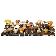 20th Century Wood and Painted Plaster Czech Mushroom Botanical Models circa 1920