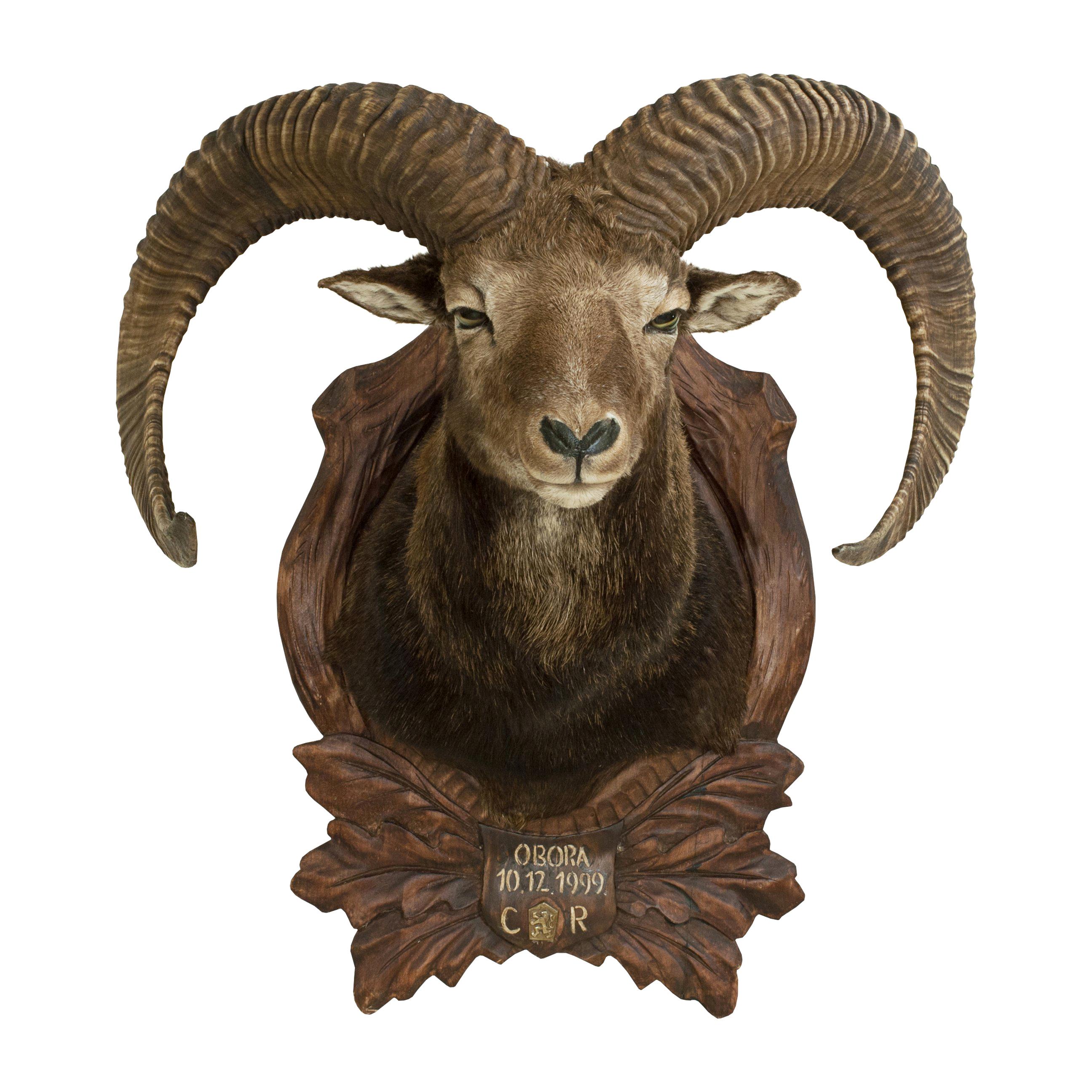 Vintage Taxidermy Mouflon Shoulder Mount on Carved Shield, Mountain Goat