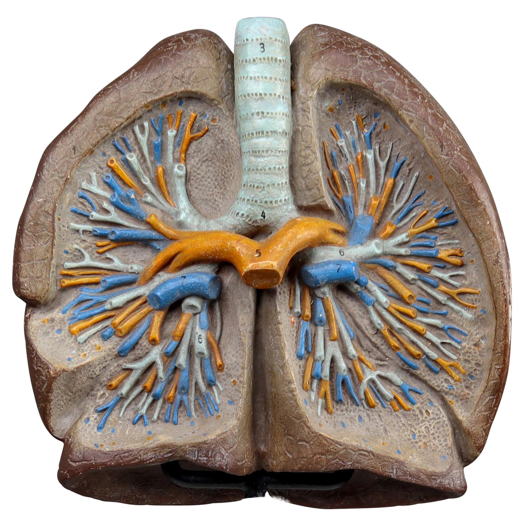 Anatomical Teaching Model " Lungs" Czech Republic, 1950s