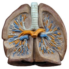 Anatomical Teaching Model " Lungs" Czech Republic, 1950s