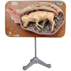 Anatomical Teaching Model "Calf in the Womb", Germany, 1960s