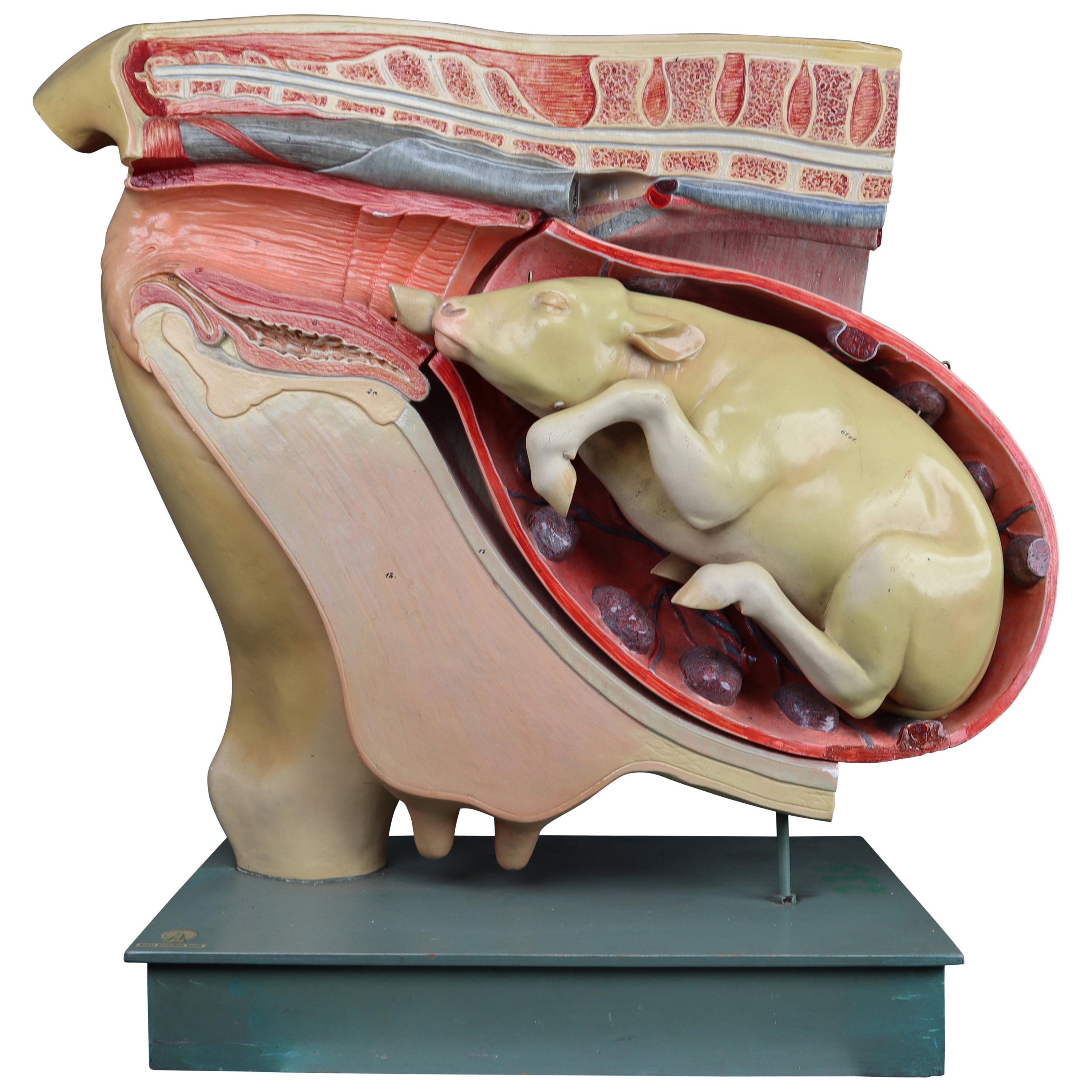 Large Anatomical Teaching Model "Calf in the Womb", Germany, 1950s