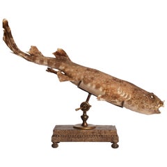 19th Century Wunderkammer Marine Natural Taxodermie Specimen of a Spotted Shark 