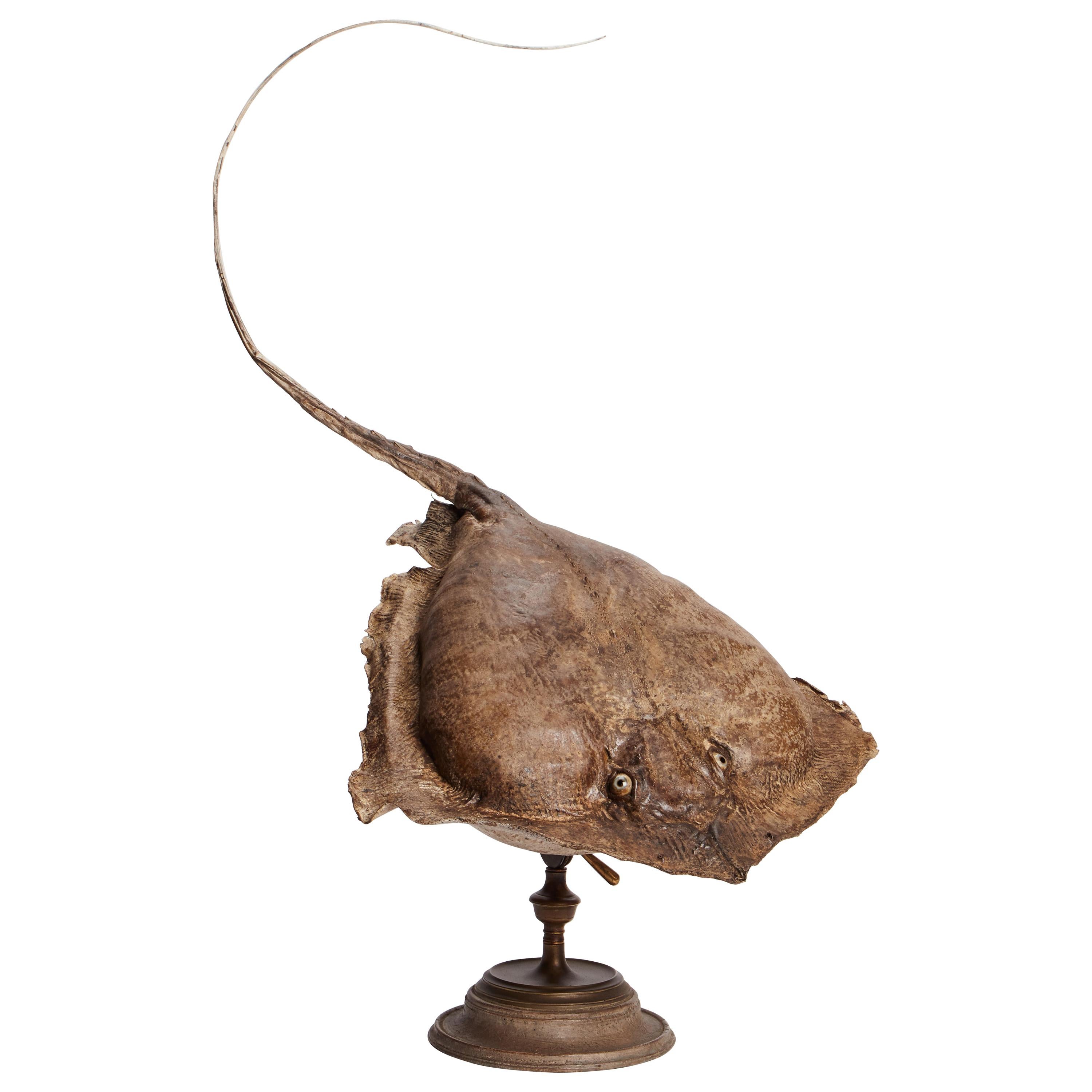 19th Century Wunderkammer Marine Natural Taxodermie Specimen of a Stingray
