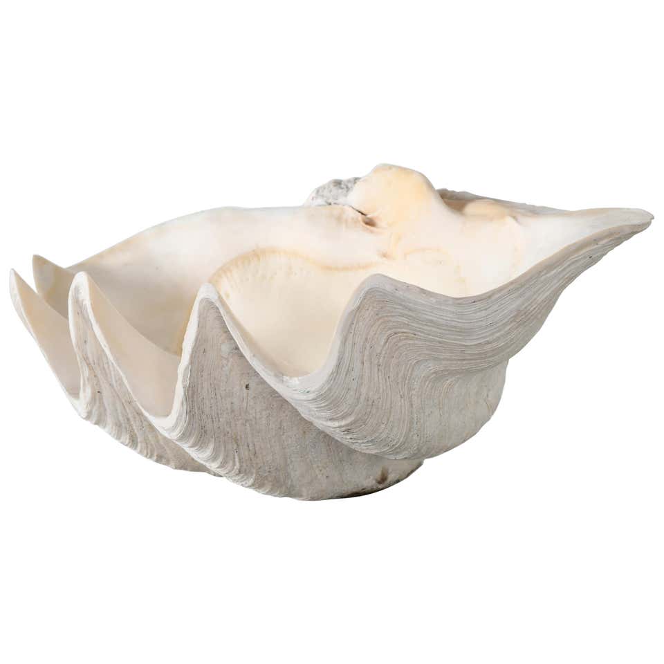 Large South Pacific Clam Shell For Sale at 1stDibs