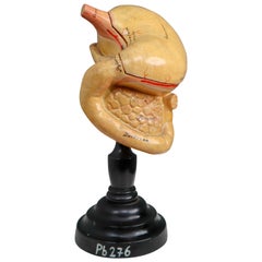Anatomical Teaching Model "Fundus Ventriculi" Germany, 1920s