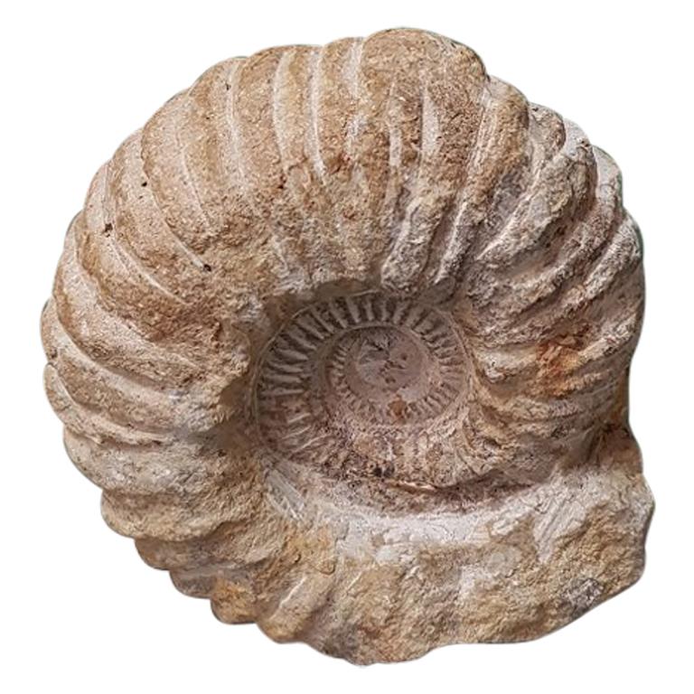 Petrified Ammonite Fossil For Sale