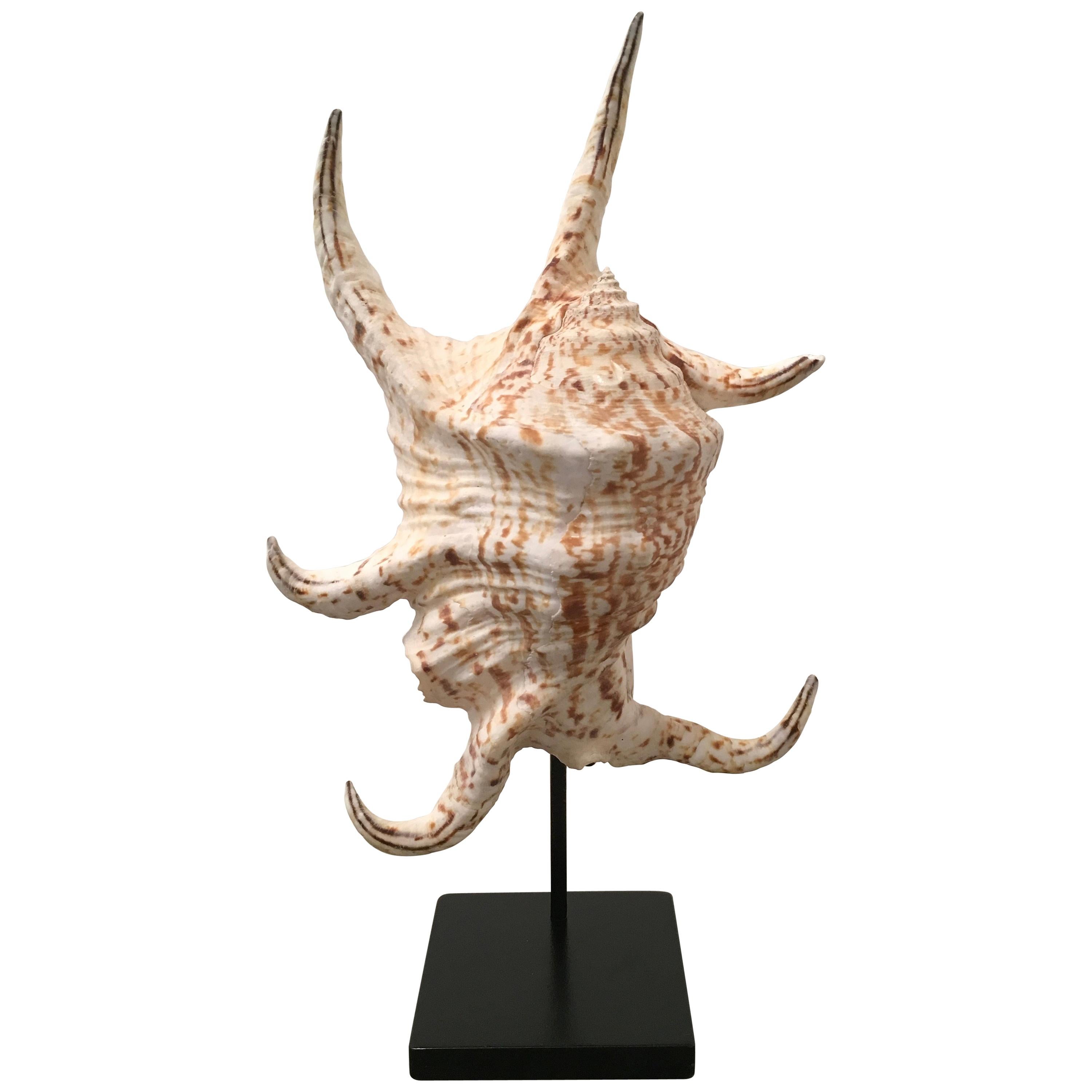 Vintage 1980s Spider Conch Shell Mounted on a Custom Display Stand