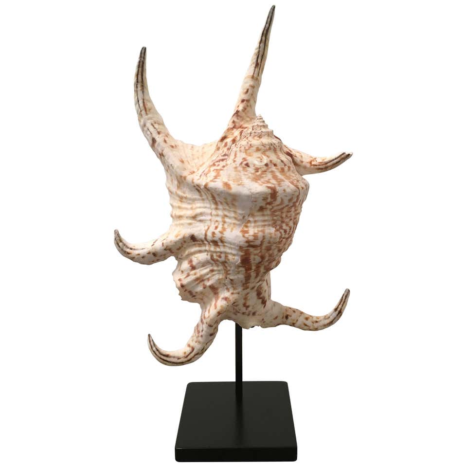 Vintage 1980s Spider Conch Shell Mounted on a Custom Display Stand at ...