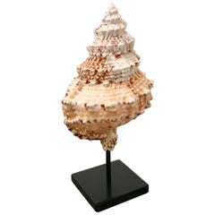 Vintage 1980s Bursa Bubo Seashell Mounted on a Custom Metal Stand