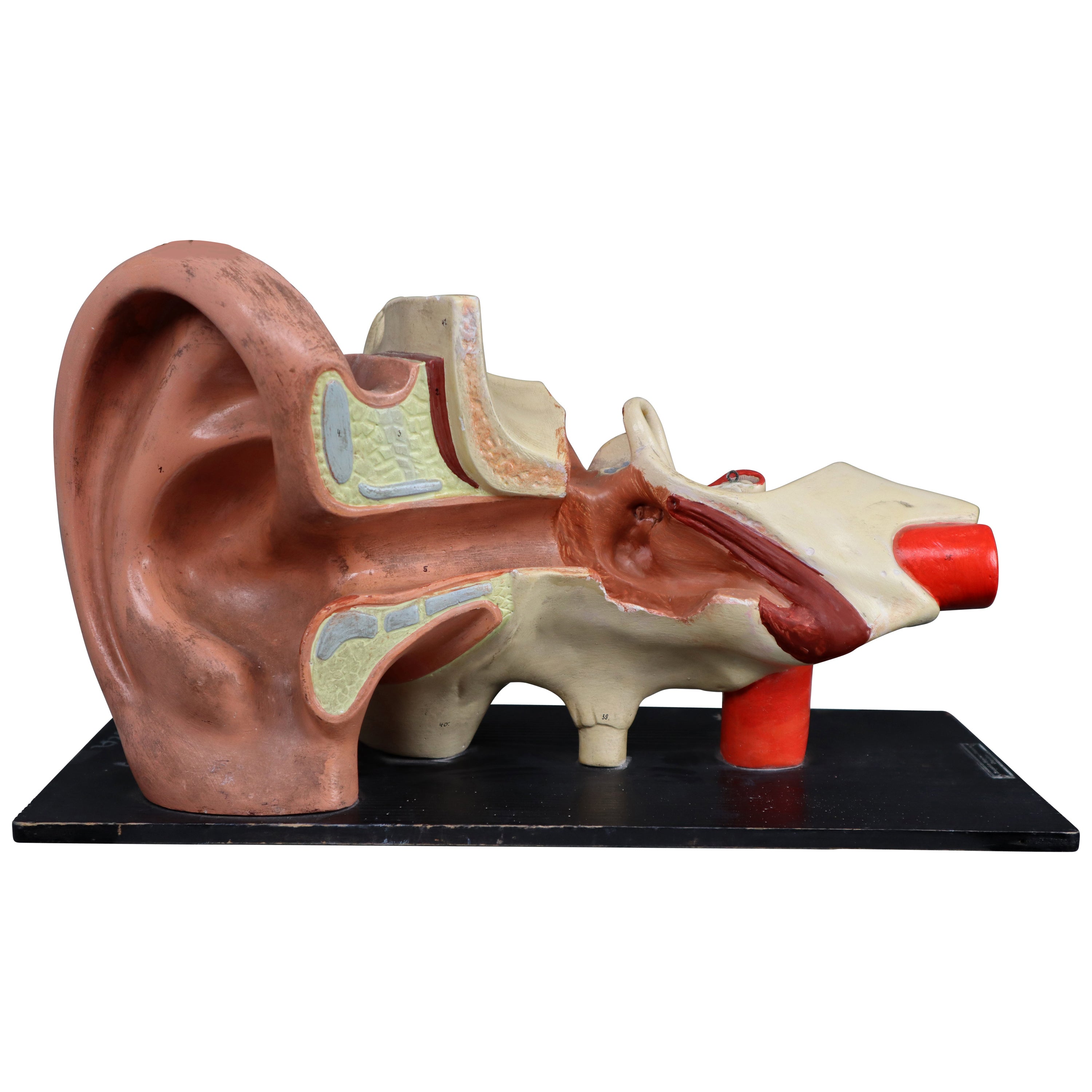 Anatomic Model for Class Depicting an External and Internal Ear For