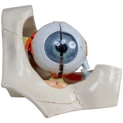 Anatomical Teaching "Eye" Model Germany, 1950s