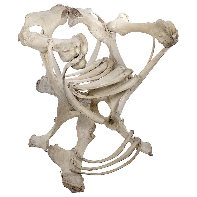 Bone Armchair For Sale at 1stDibs