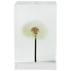 Tampopo Dandelion Acrylic Object Takao Inoue Kuramata