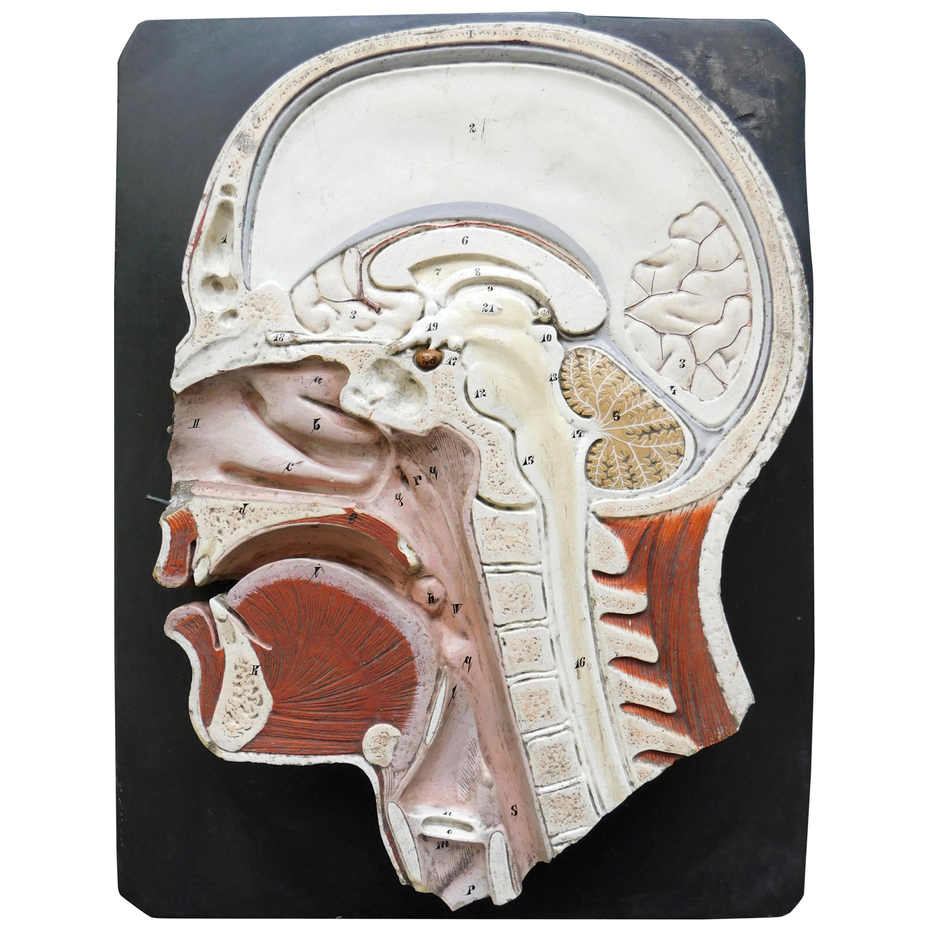 19th Century Anatomic Didactic Model, Head Cross Section by Bock-Steger Lips For Sale