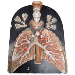 19th Century Anatomic Didactic Model, Pharynx-larynx-lungs by Bock-Steger Lips