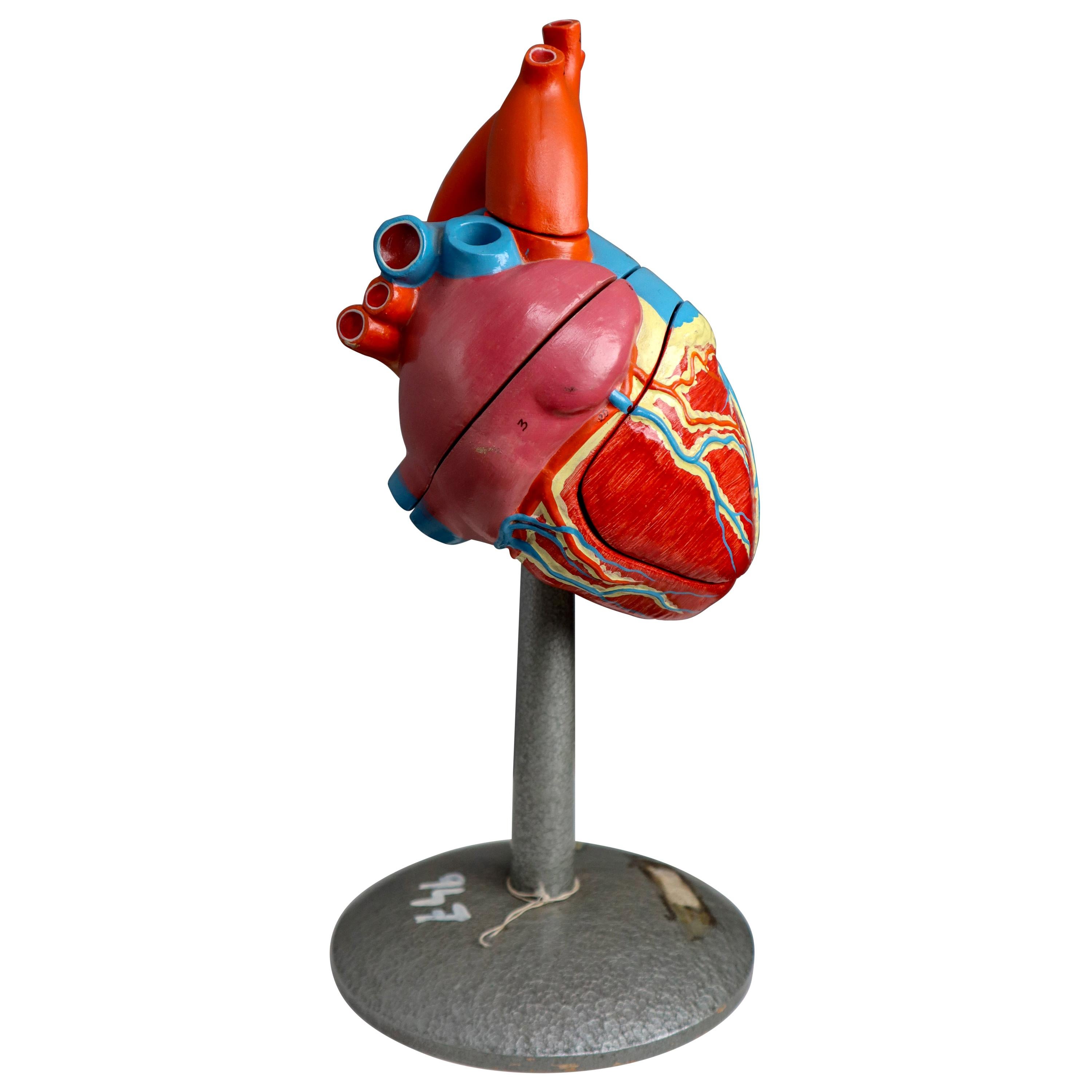 Large Anatomical Teaching Model "Heart" Germany, 1940s