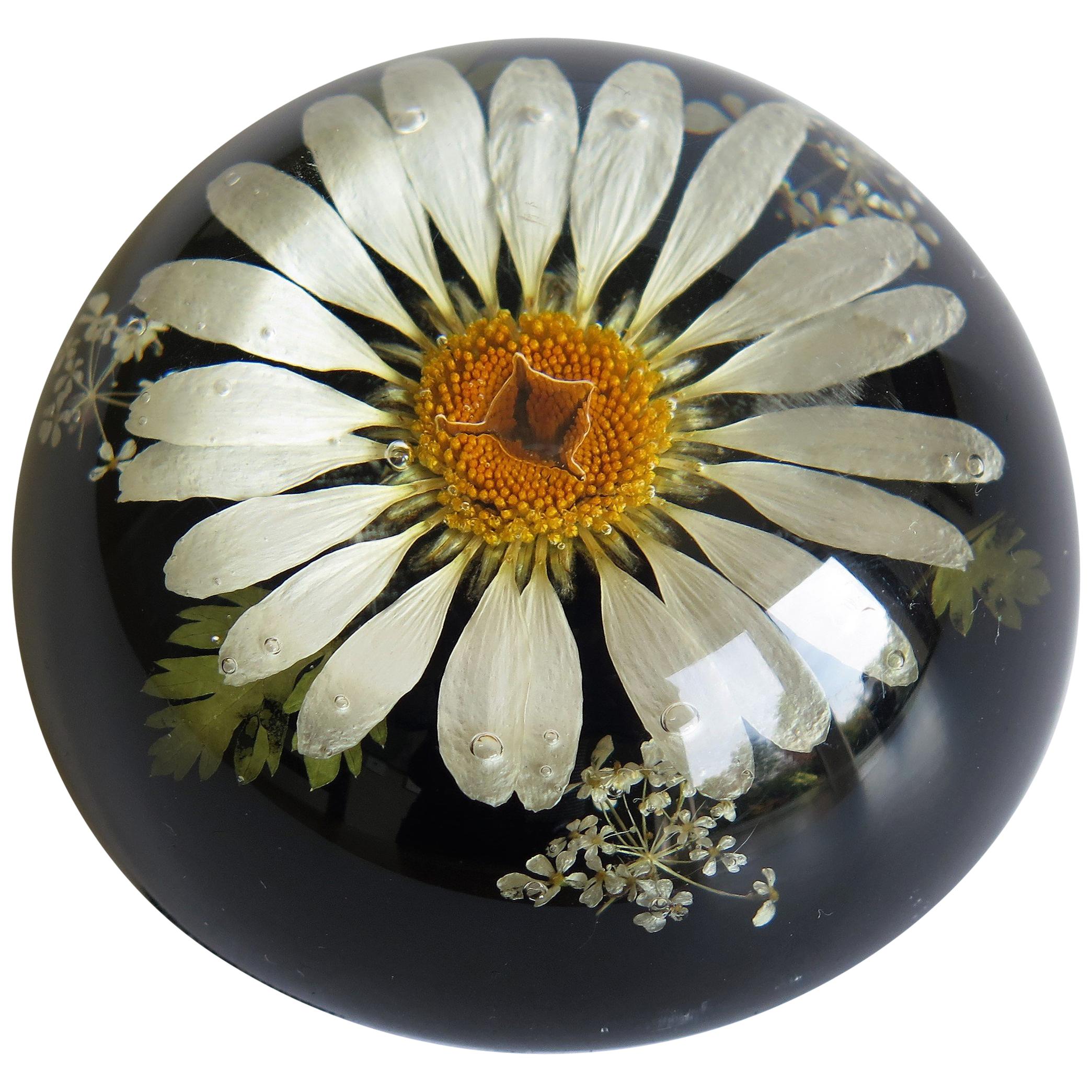 Daisy Paperweight Handmade with Real Flowers by Sarah Rogers, English