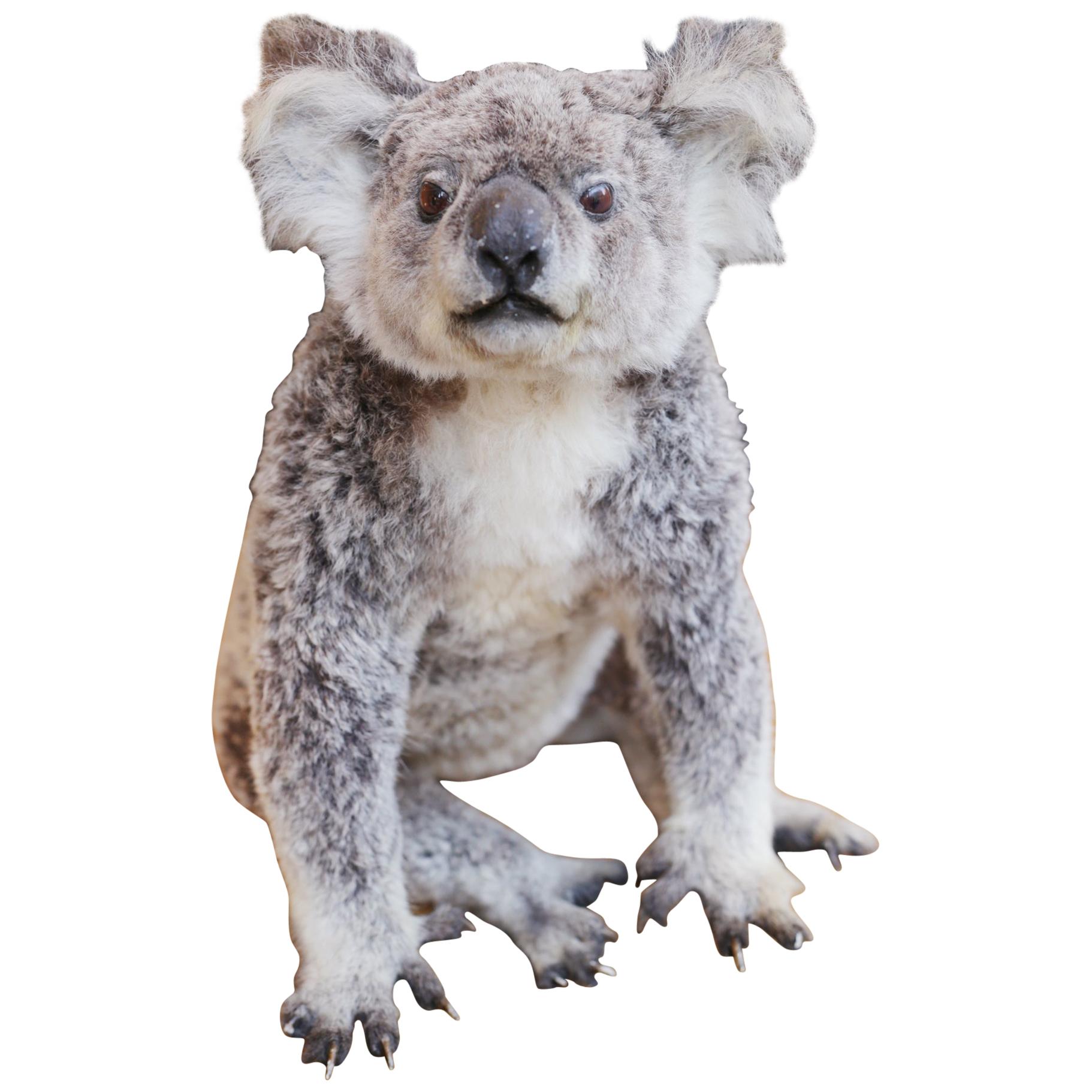 Koala Taxidermy