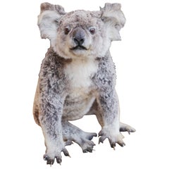 Taxidermie de Koala