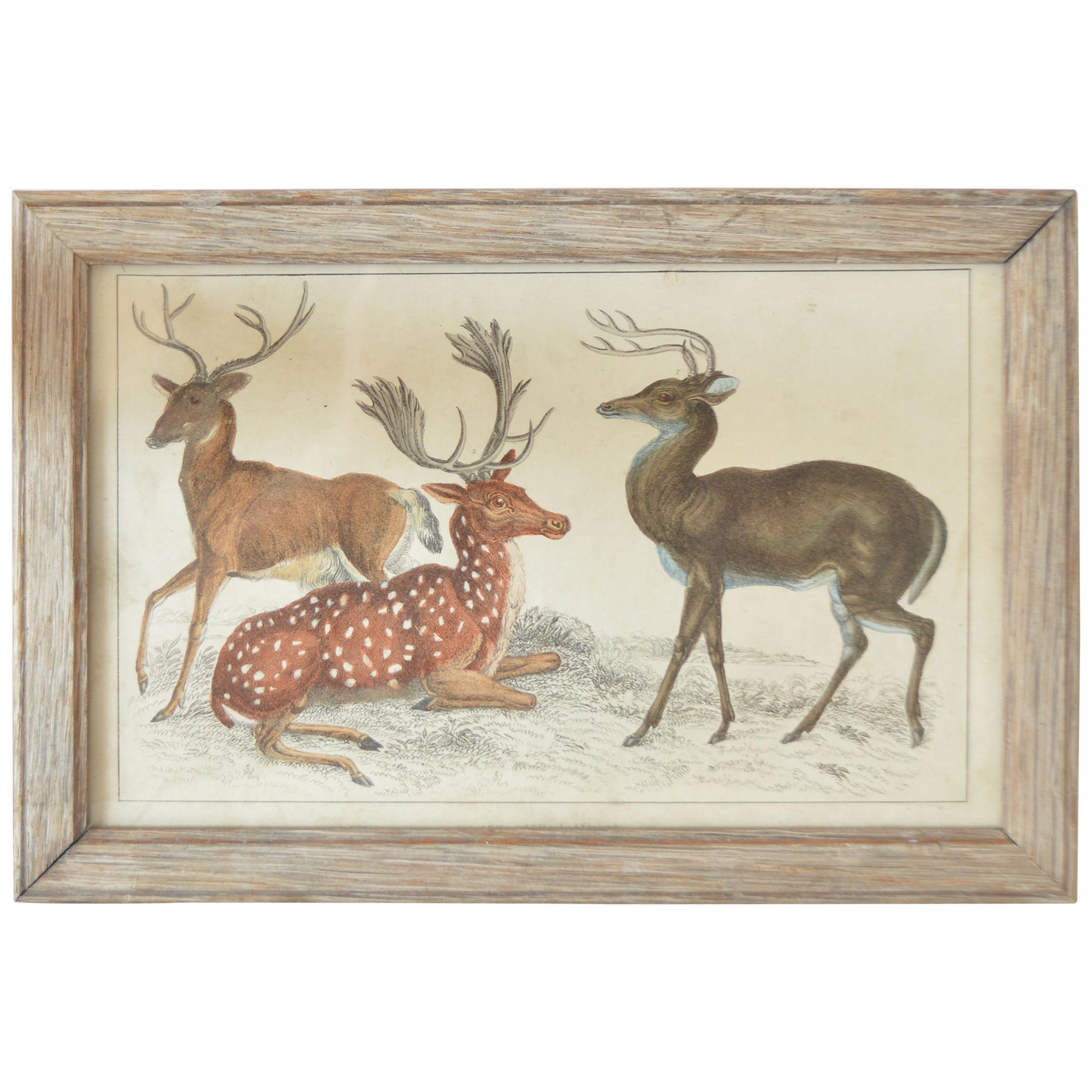 Original Antique Print of Deer, 1847