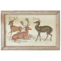 Original Antique Print of Deer, 1847
