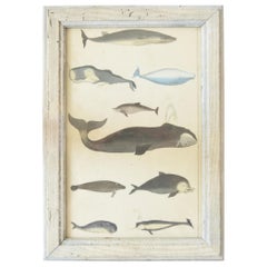 Original Antique Print of Whales, 1847