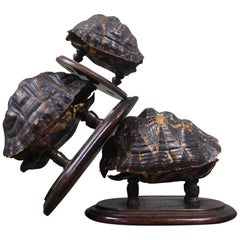 19th Century Trio of Tortoise Specimens Taxidermy Victorian Curiosity