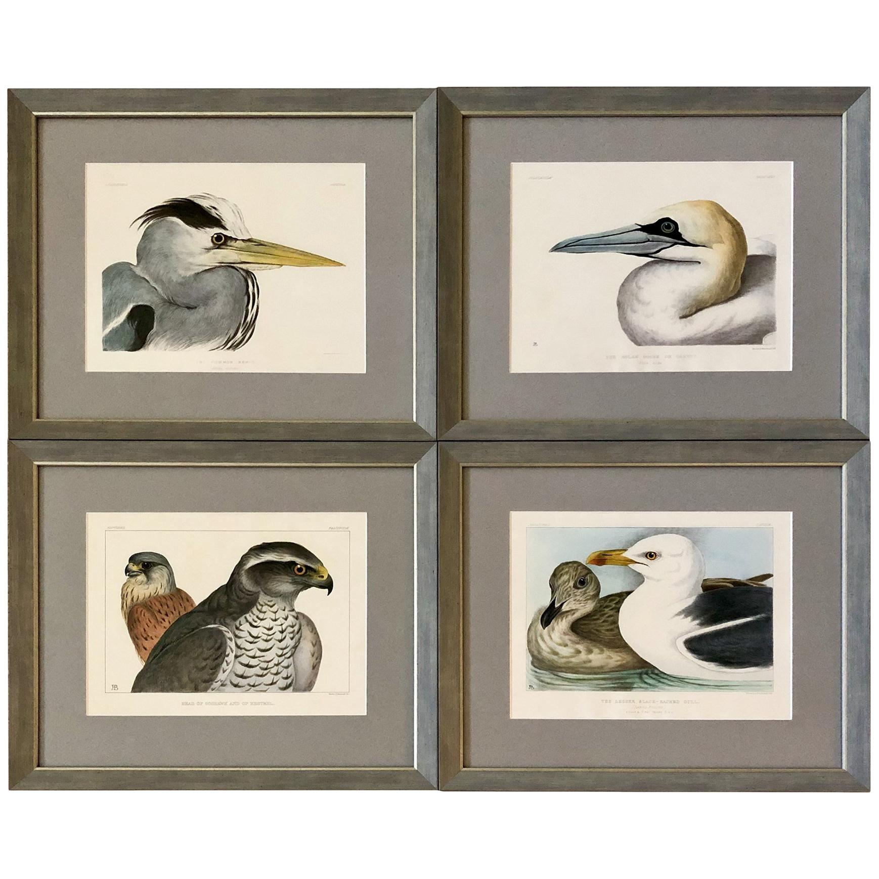 Rare Set of Four Blackburn Birds Lithographs