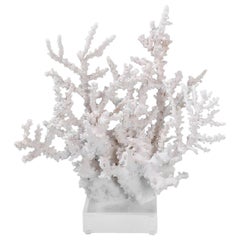 Oktopus-Korallen-Exemplar auf Lucite
