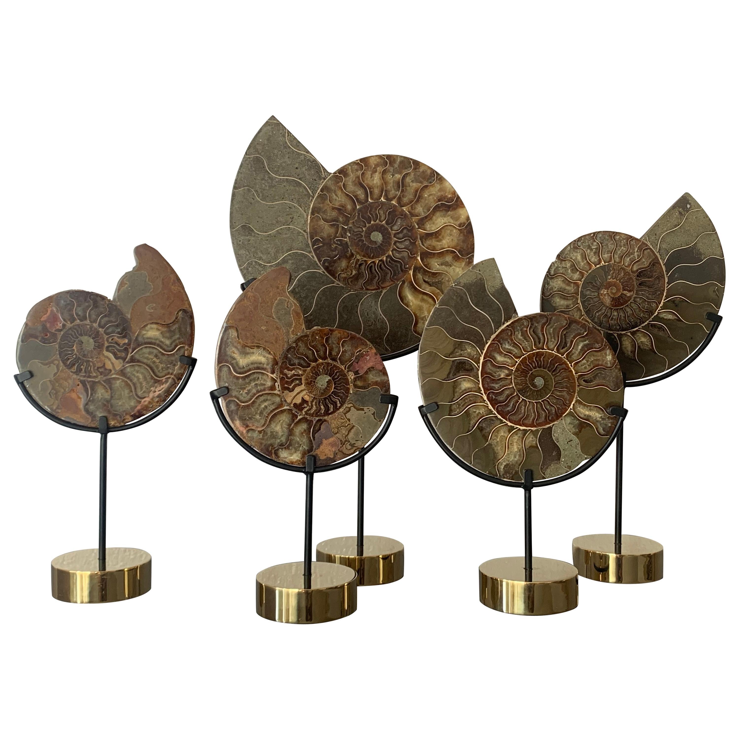Set of Five Ammonite Fossils on Brass Base