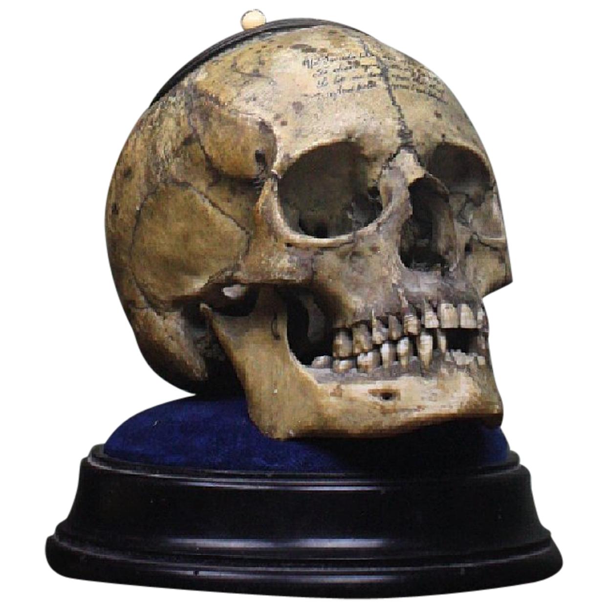 Memento Mori Human Skull Bone Tobacco Jar with Rhyme Masonic Freeman's