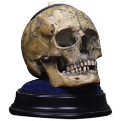 Antique Memento Mori Human Skull Bone Tobacco Jar with Rhyme Masonic Freeman's