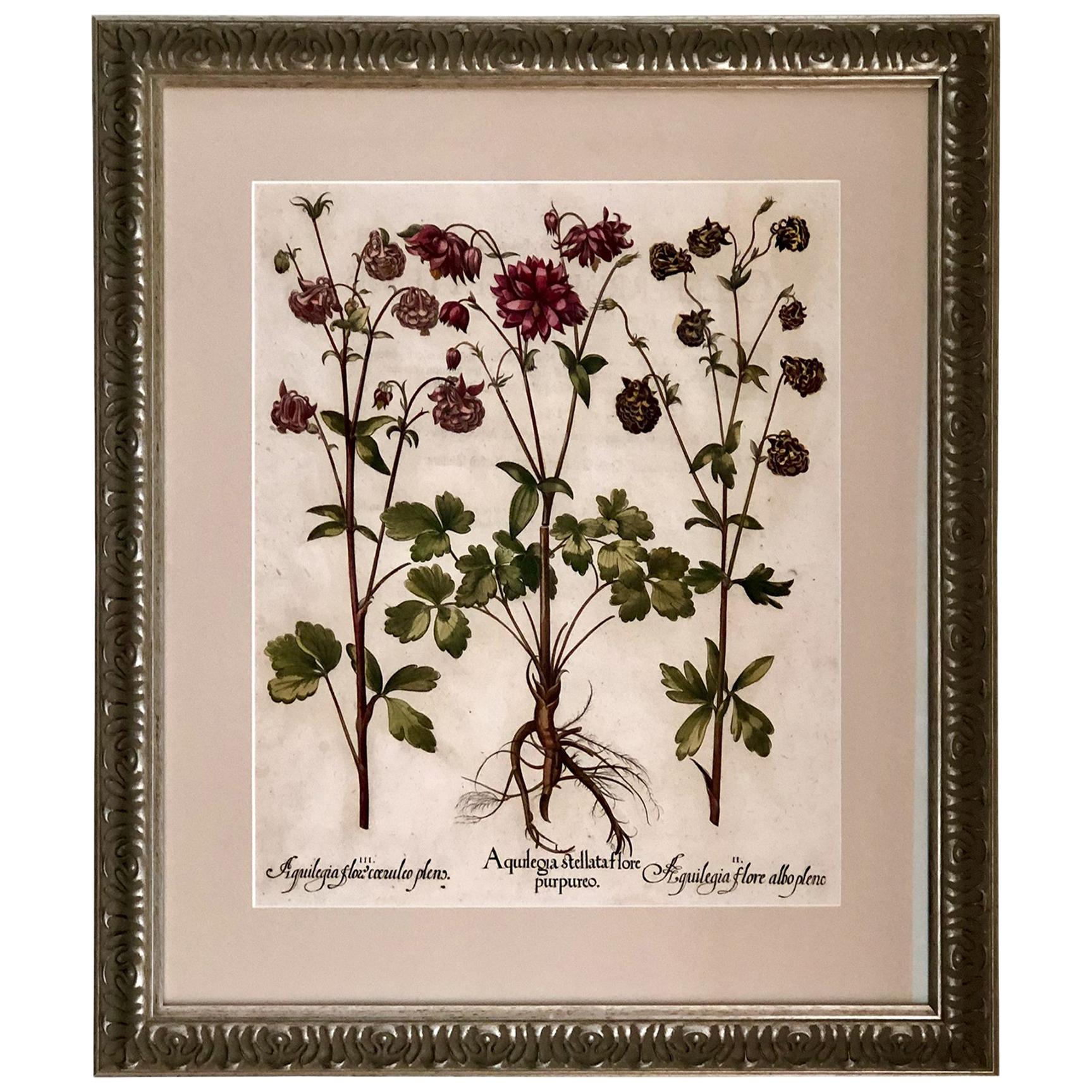 Superb Besler Copperplate of Aquilegia