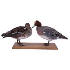Pair of Taxidermy Ducks