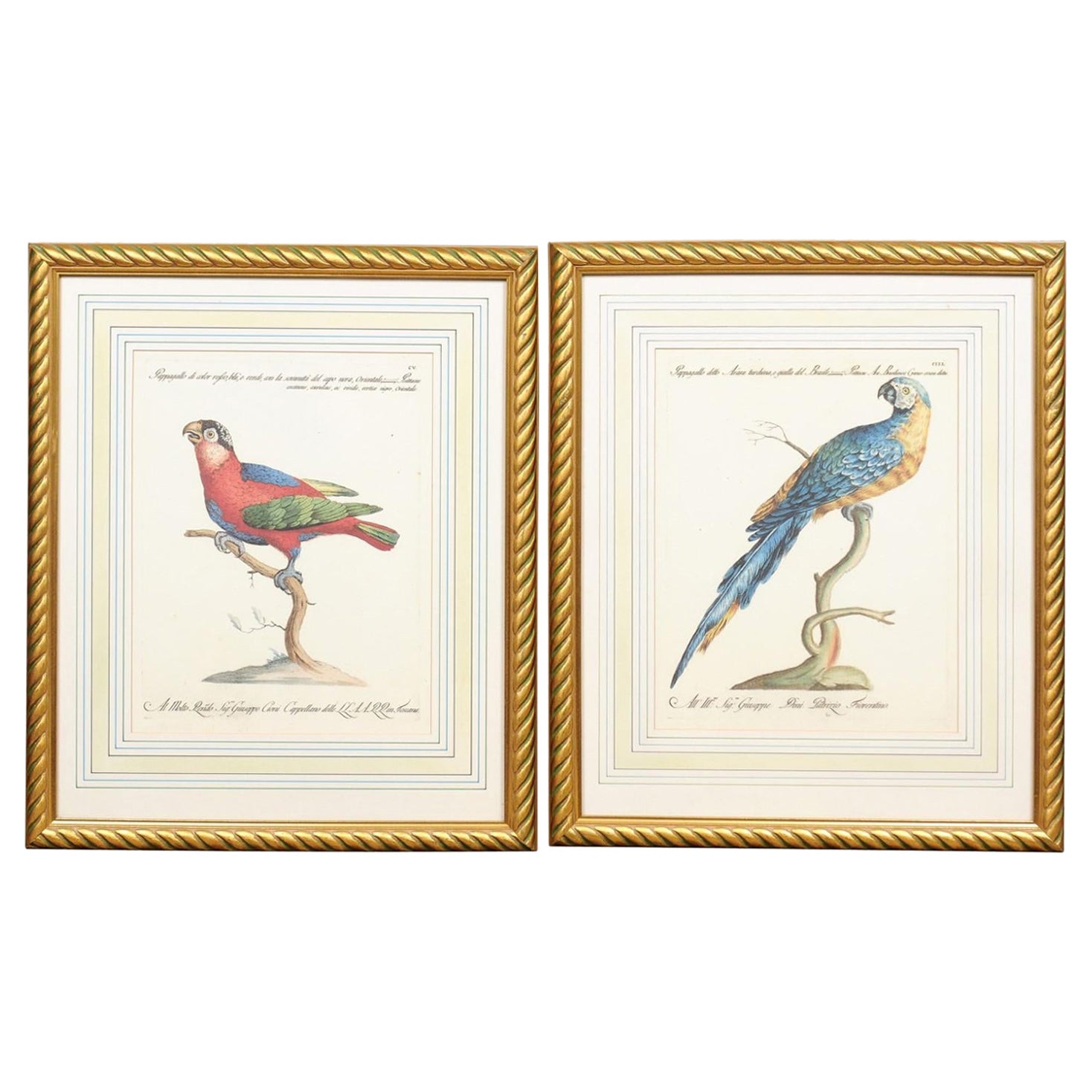 Paire de gravures d'oiseaux encadrées et dorées avec coloration à la main ultérieure