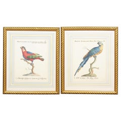 Pair of Gilt Framed Bird Engravings with Later Hand Coloring