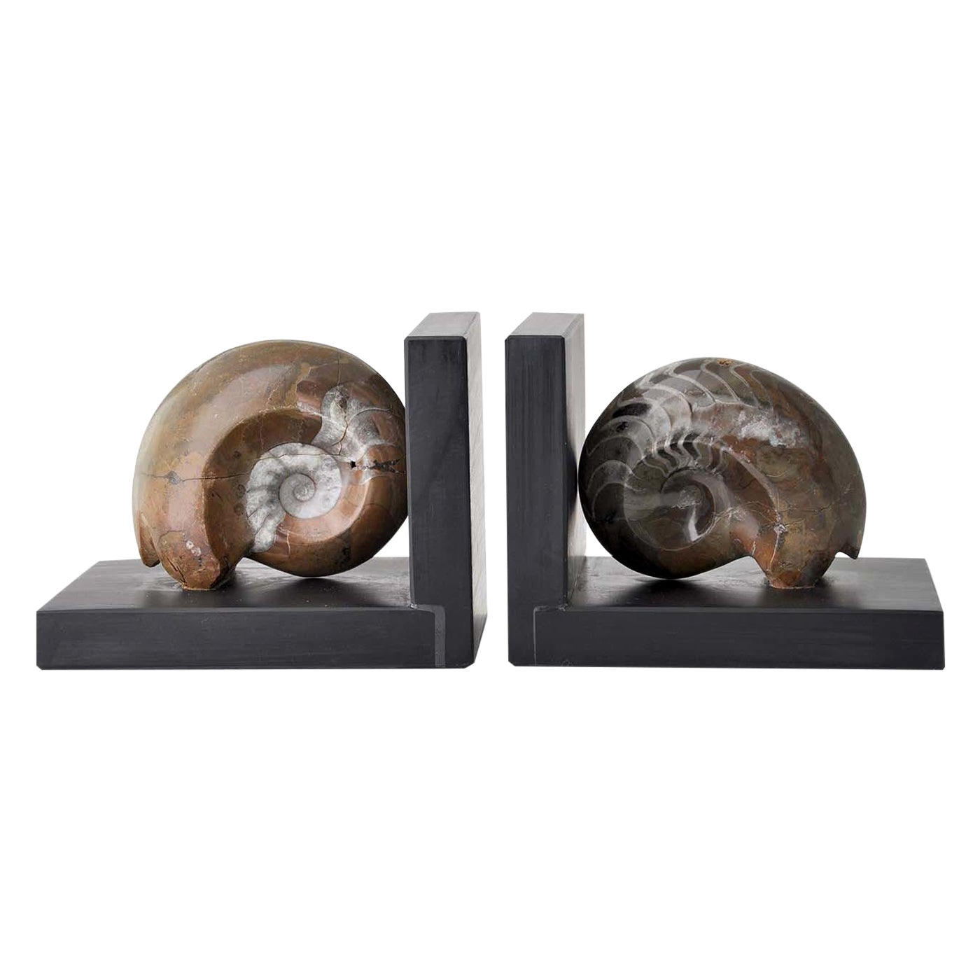 Fossiline Brown Shell Bookends by Nino Basso For Sale