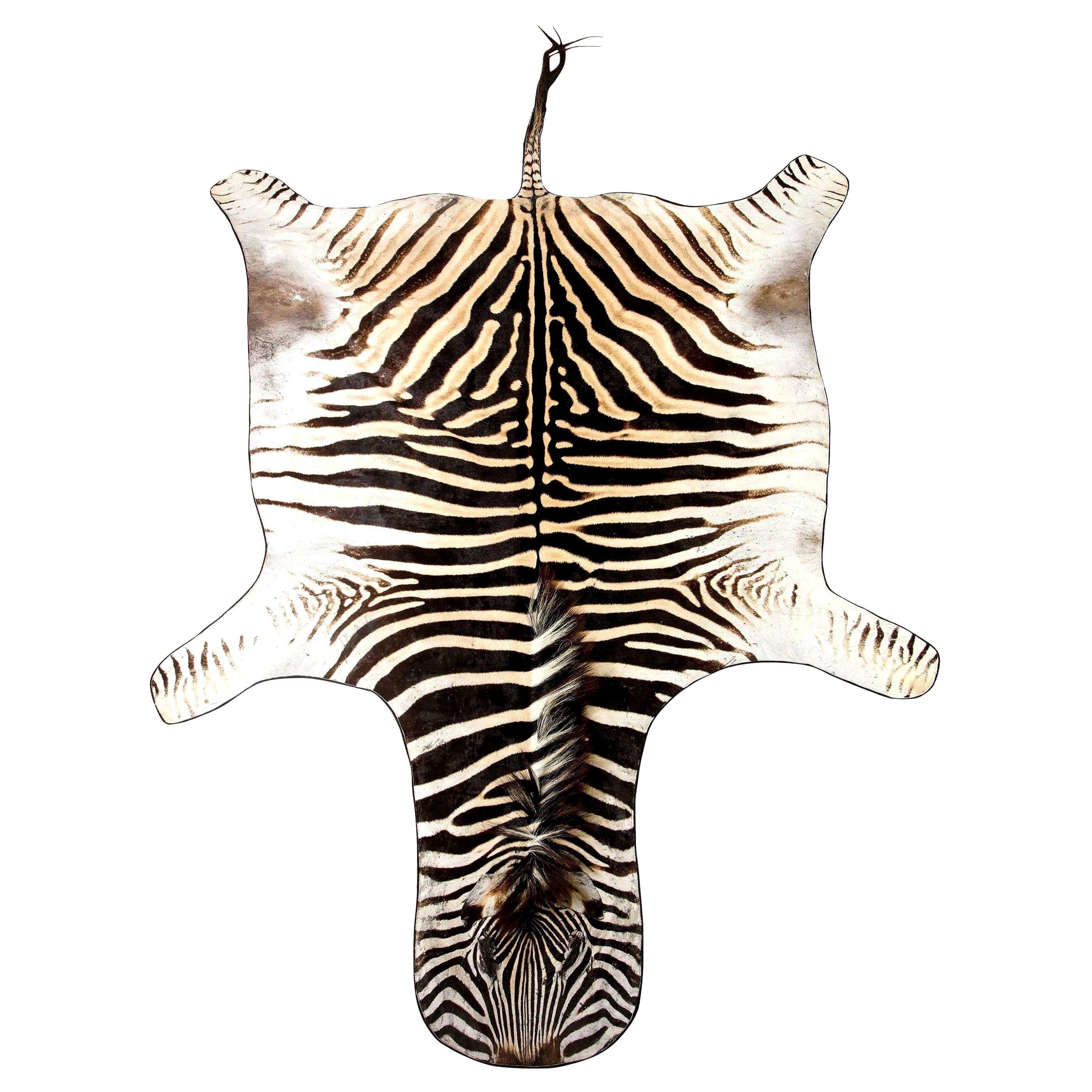 Zebra Rug, South Africa, Wool Felt Backed with Leather Trim, New Hide, In Stock