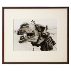 Framed Camel Photograph by Christopher Makos