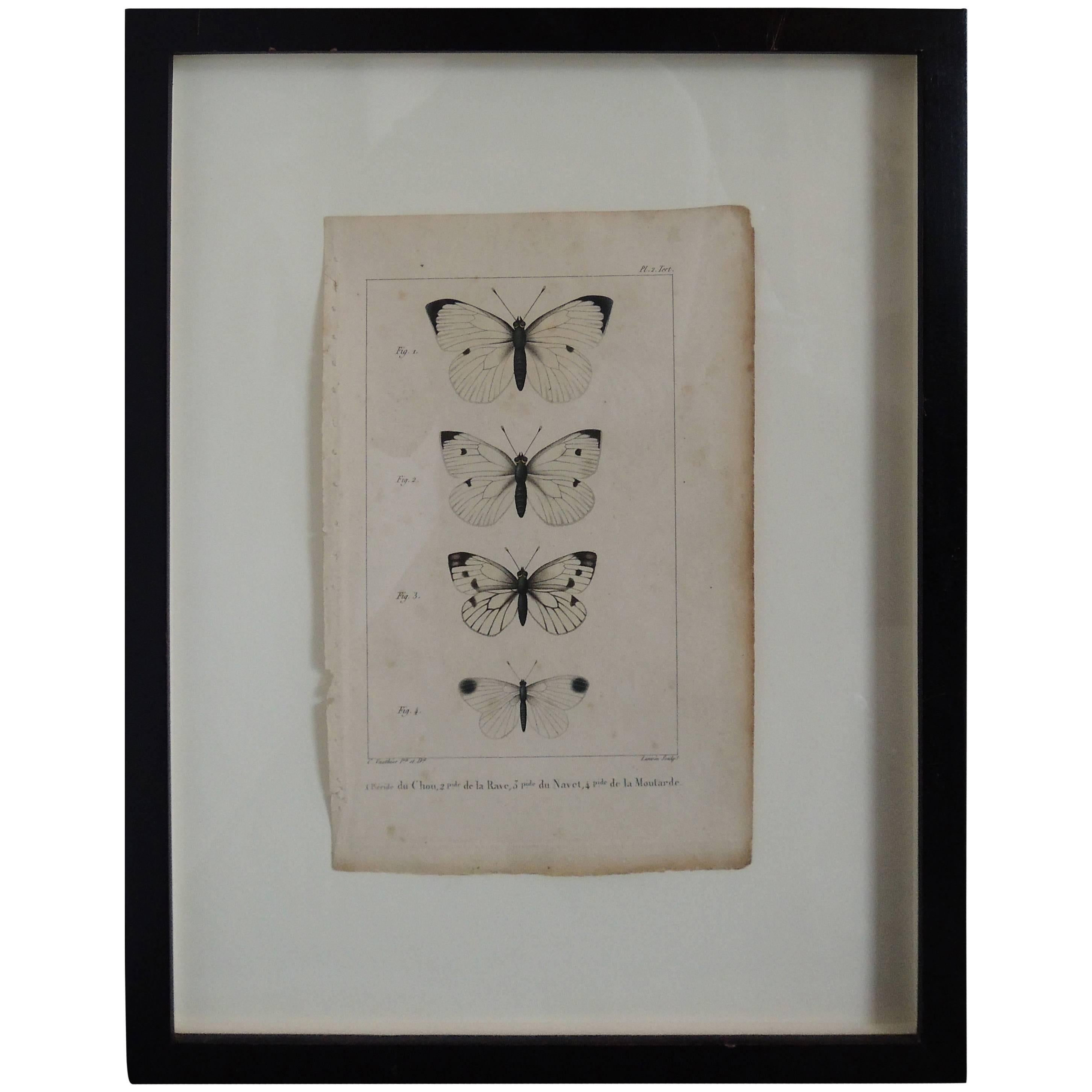 19th Century Butterfly Engravings For Sale