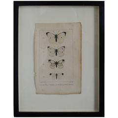19th Century Butterfly Engravings 10